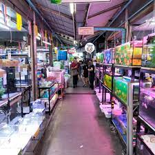 แนะนำสถานที่แหล่งซื้อขายปลาสวยงาม
